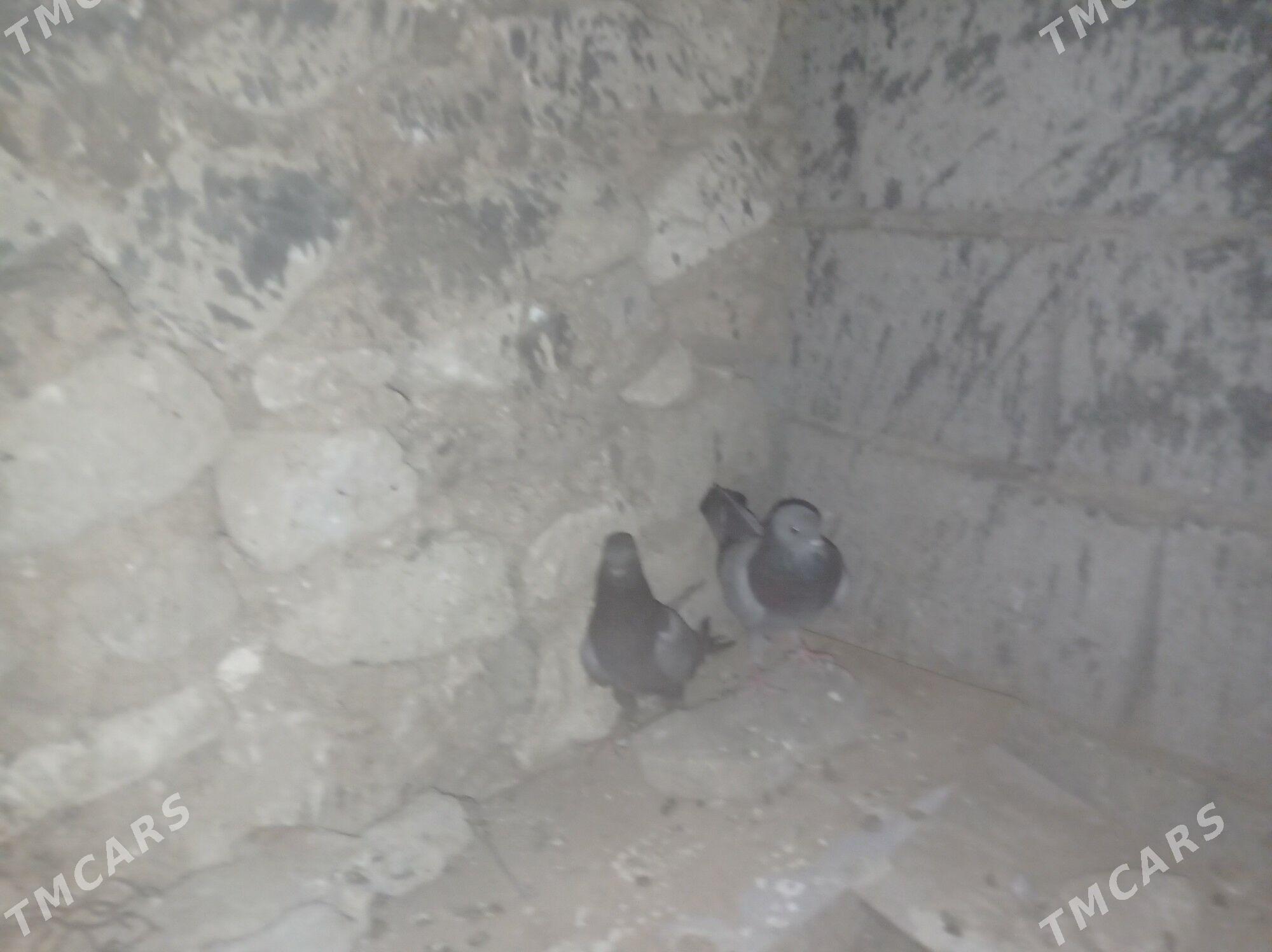 Kepderi - Гызыларбат - img 2