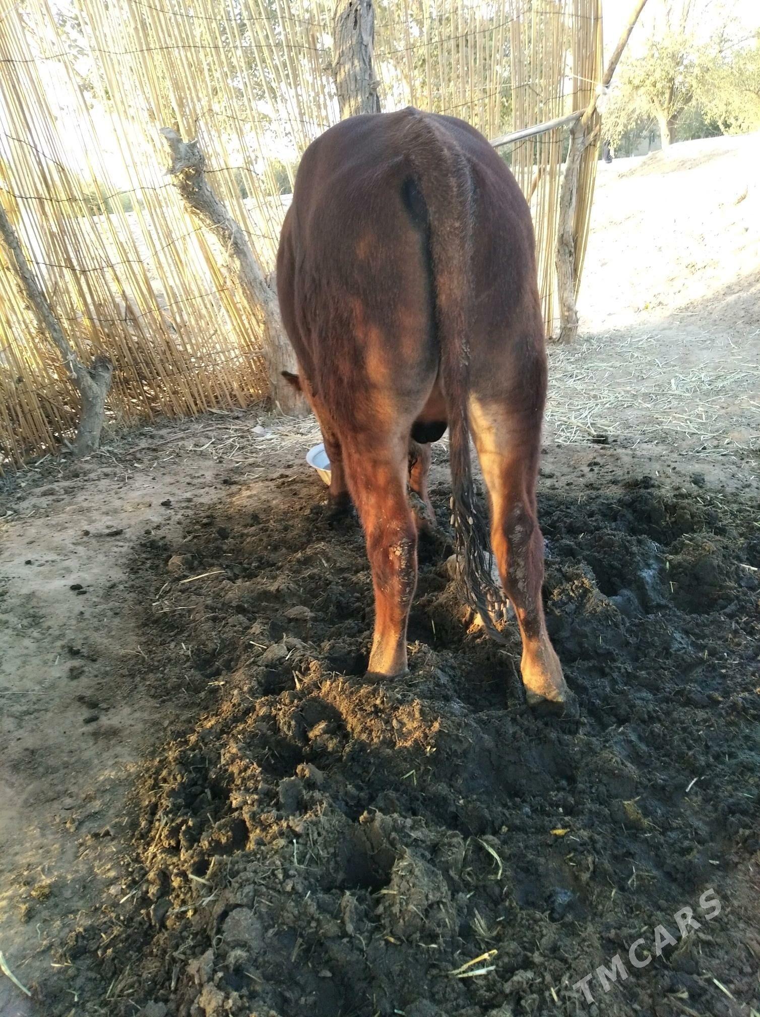 Öküz - Бабадайхан - img 2