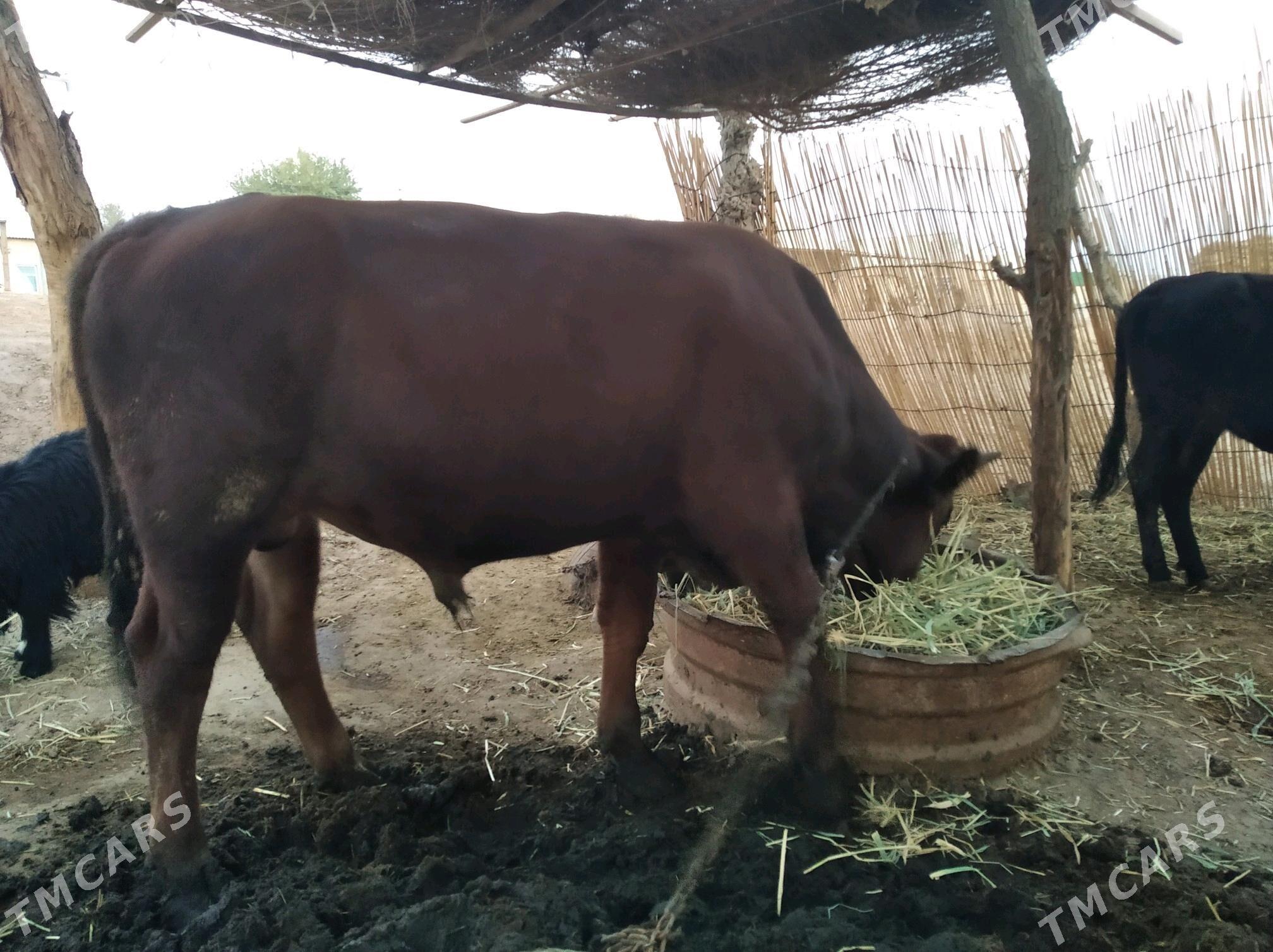 Öküz - Бабадайхан - img 1