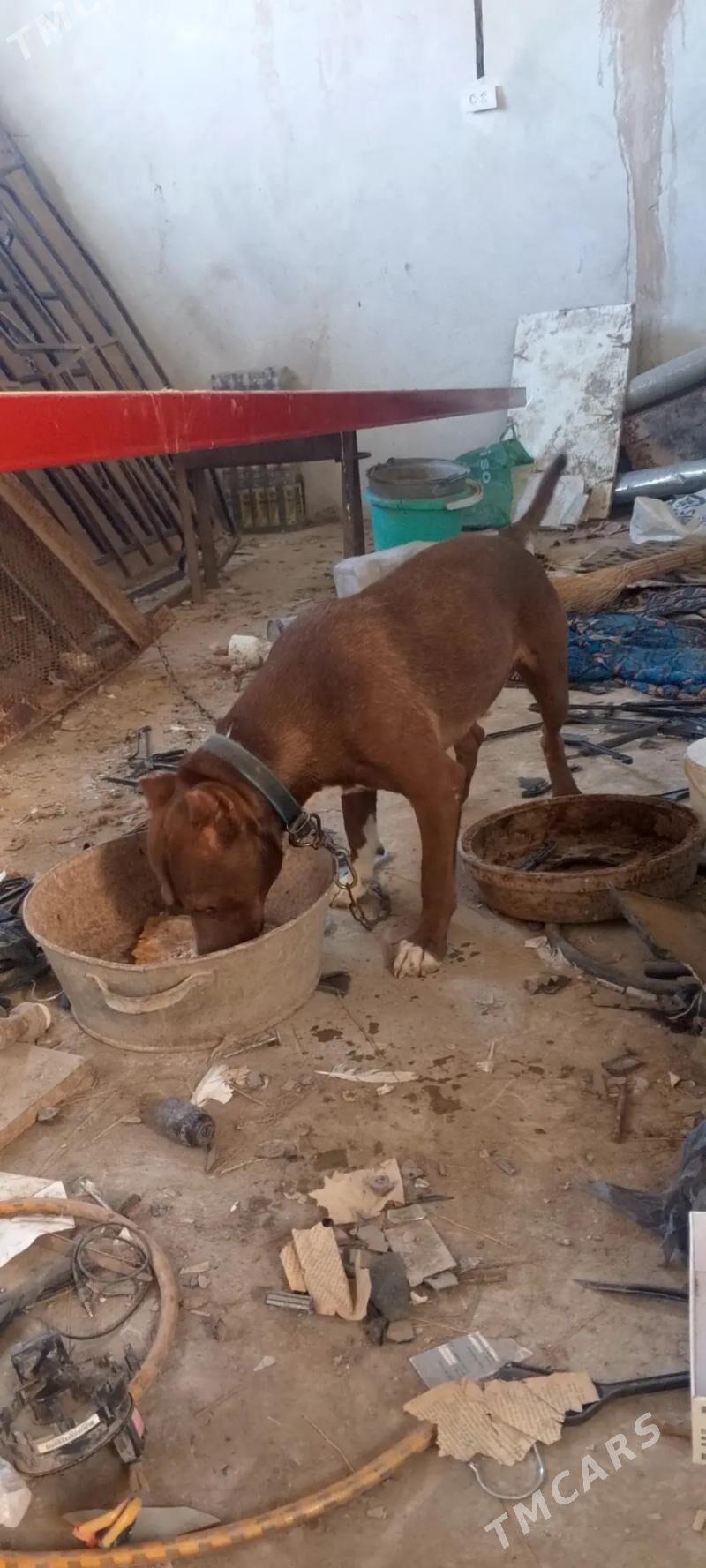 pitbul - Daşoguz - img 3