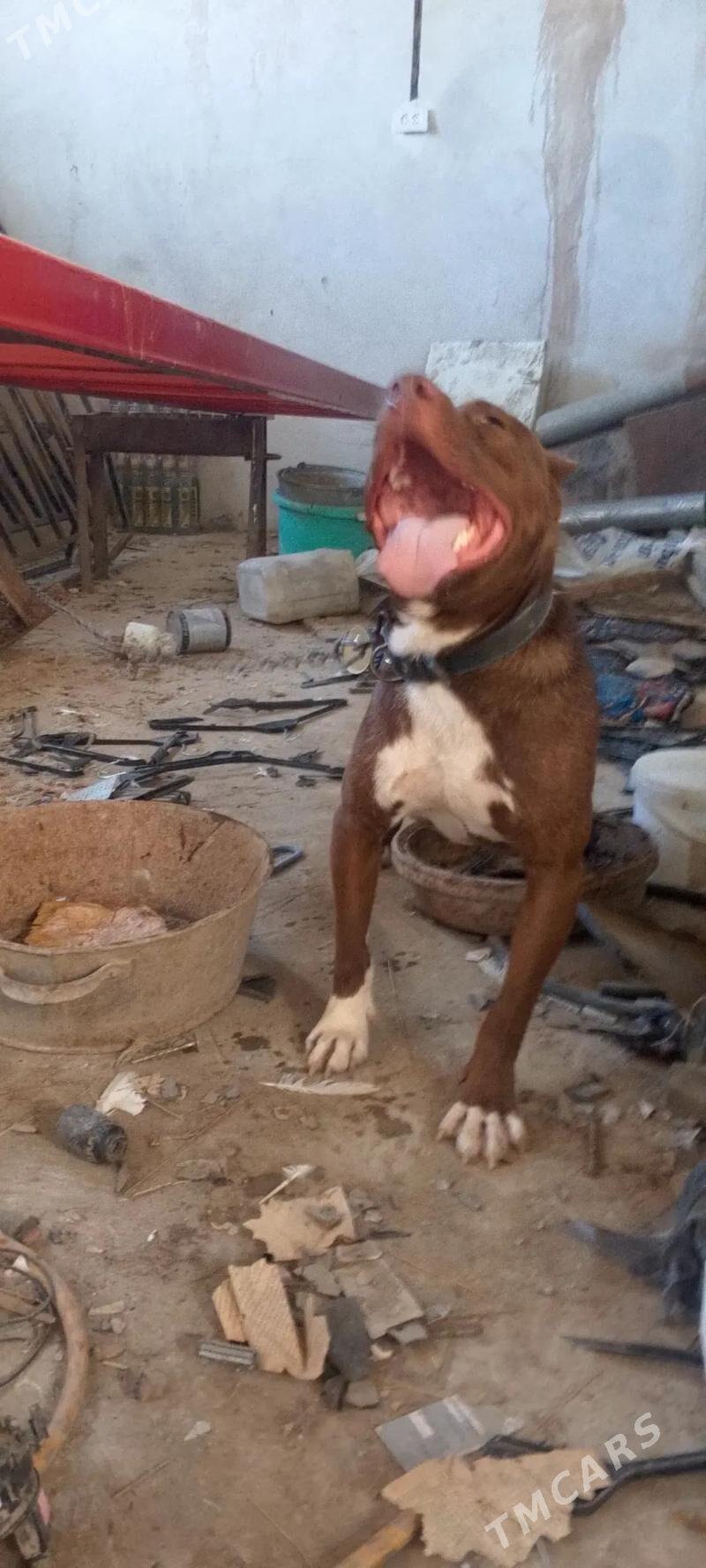 pitbul - Daşoguz - img 4