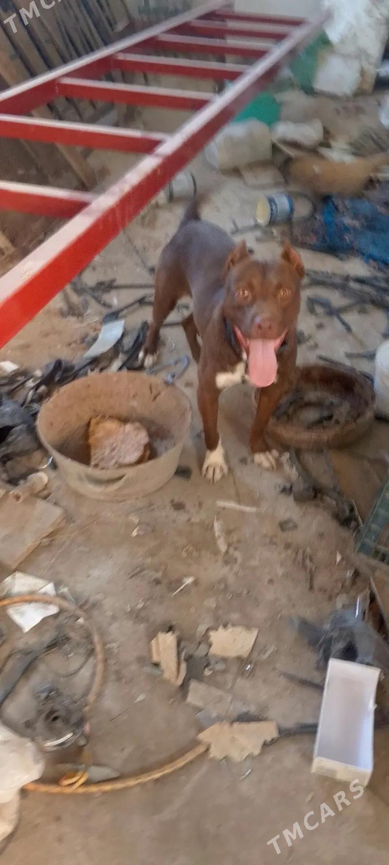 pitbul - Daşoguz - img 2