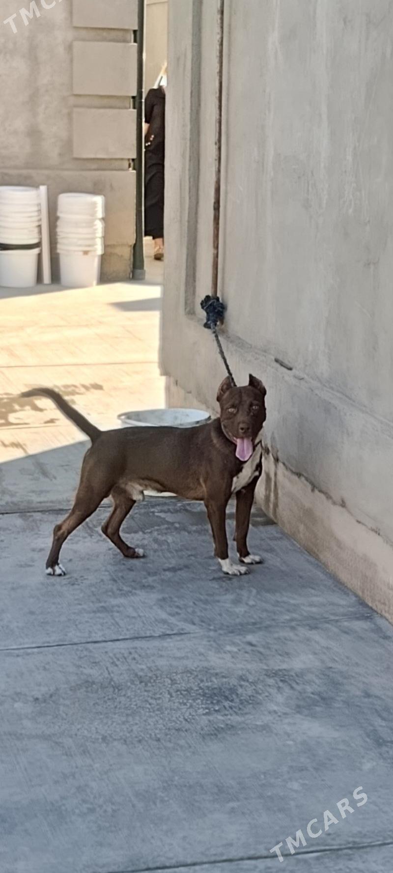 pitbul - Daşoguz - img 1