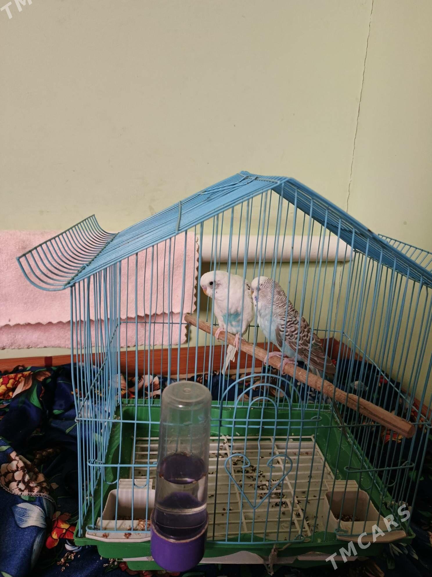 папугай - Дашогуз - img 1