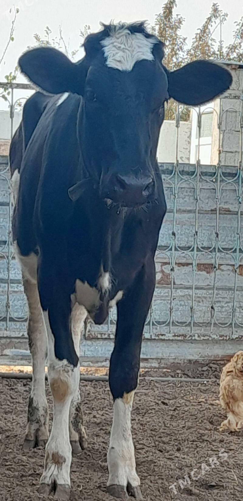 GARALA GALISDEYN  TUWE - Gökdepe - img 3