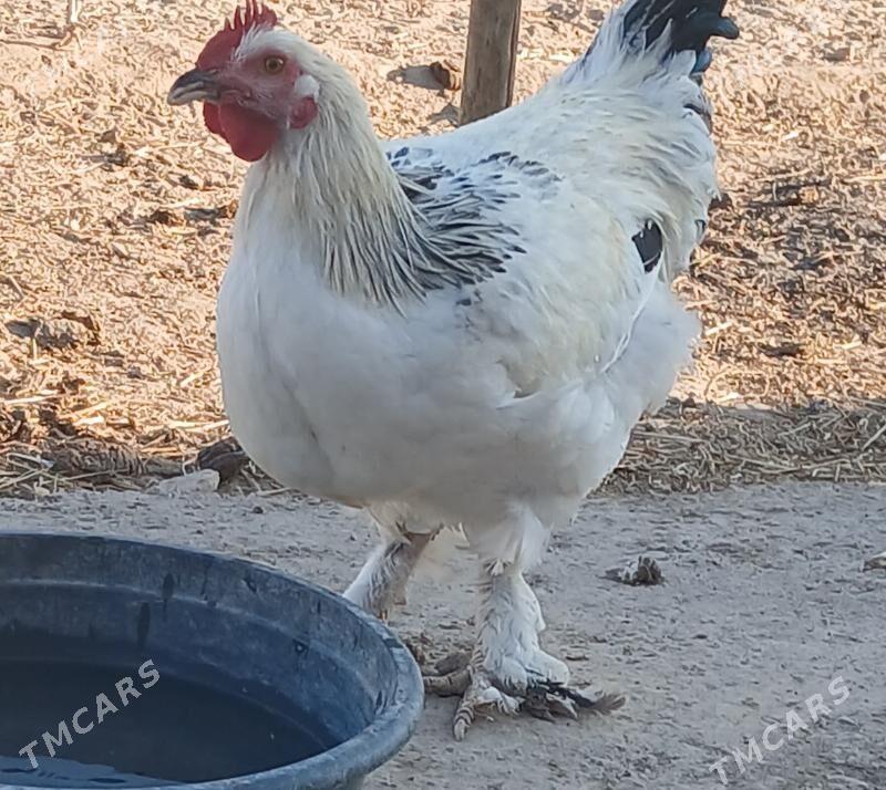 Тохум хоразлар - Шабатский этрап - img 2