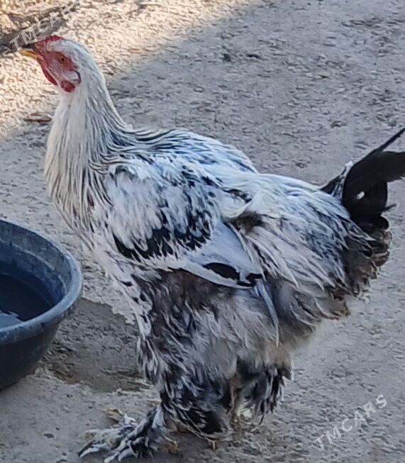 Тохум хоразлар - Шабатский этрап - img 1