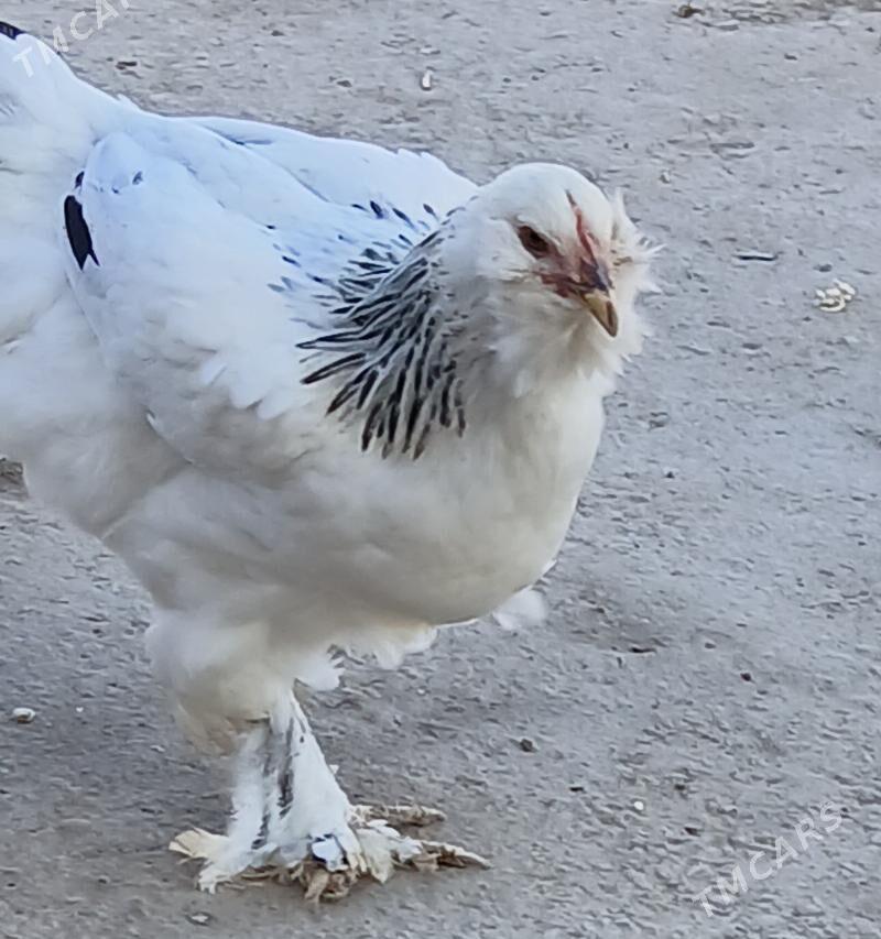 Тохум хоразлар - Шабатский этрап - img 3