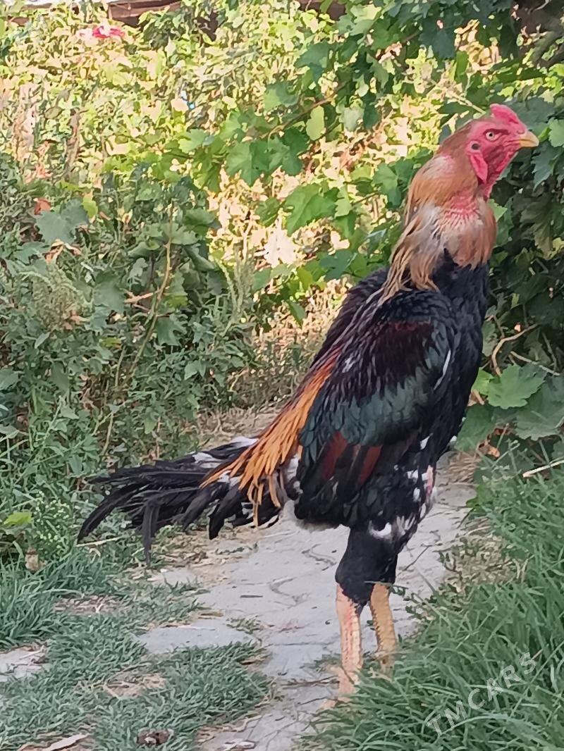 paroda taşkent - Гёкдепе - img 3