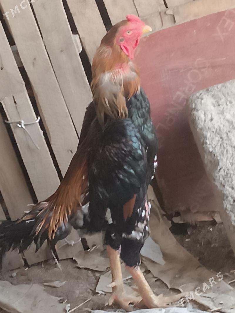 paroda taşkent - Гёкдепе - img 1