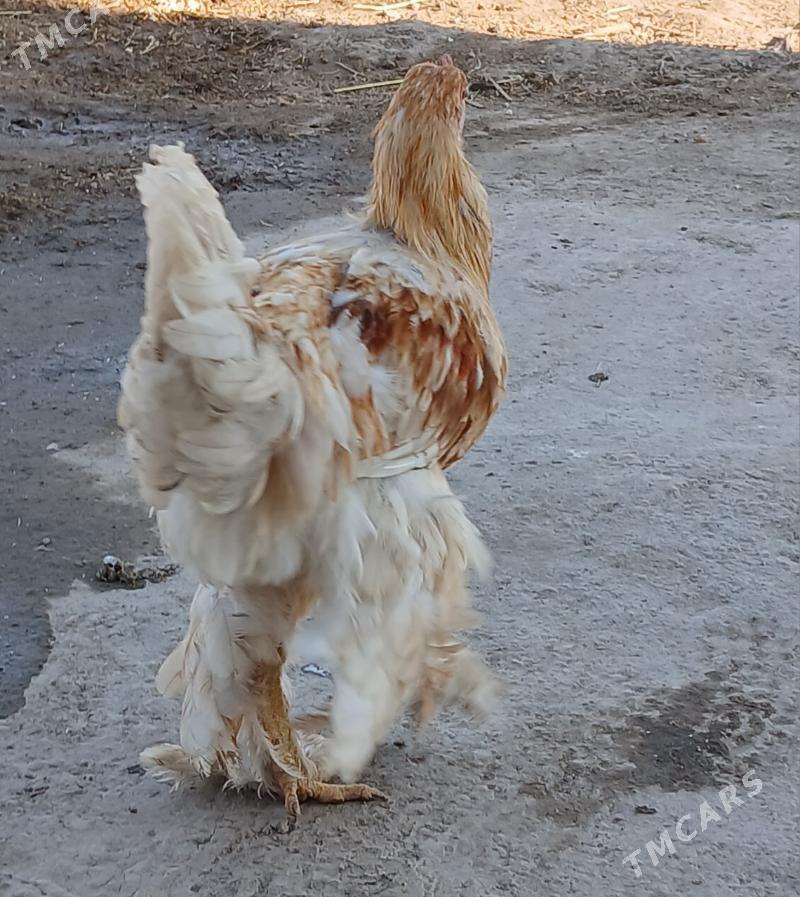 Тохум хоразлар - Шабатский этрап - img 5