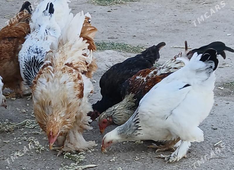 Тохум хоразлар - Шабатский этрап - img 4