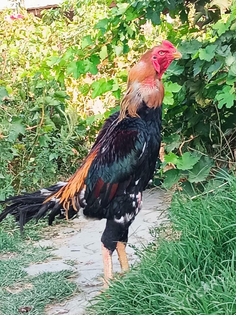 paroda taşkent - Гёкдепе - img 2