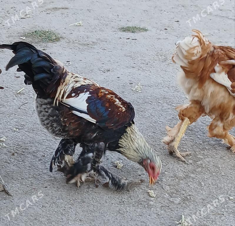 Тохум хоразлар - Шабатский этрап - img 8