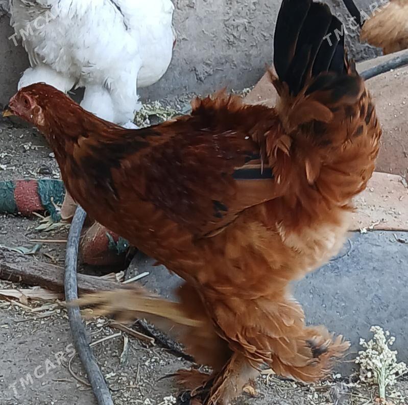 Тохум хоразлар - Шабатский этрап - img 7