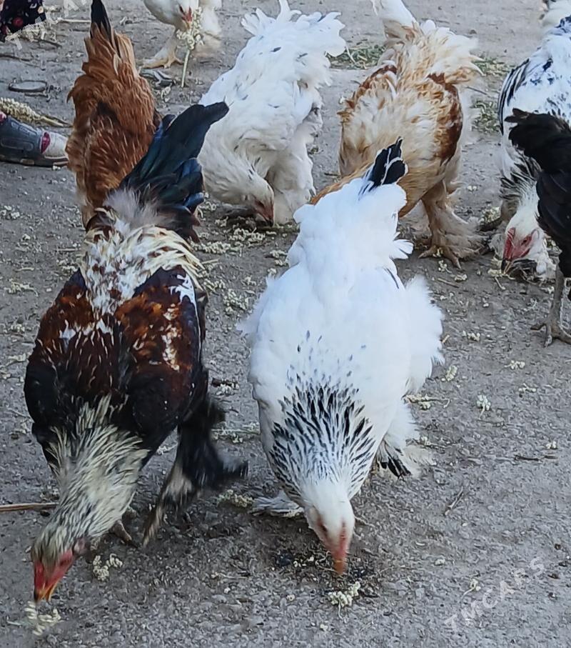 Тохум хоразлар - Шабатский этрап - img 6