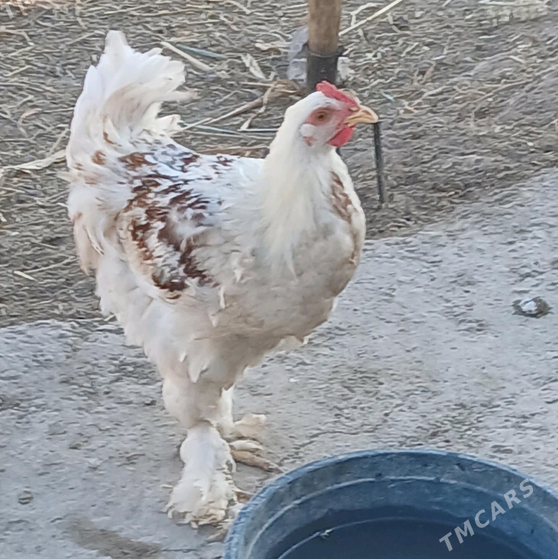 Тохум хоразлар - Шабатский этрап - img 9