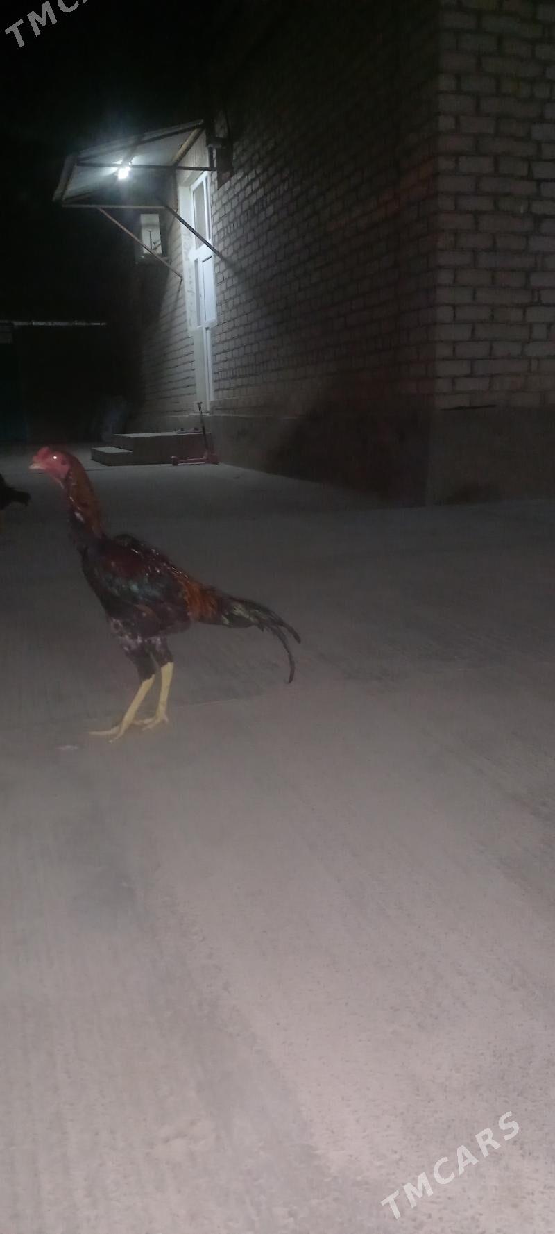 taskent - Aşgabat - img 1