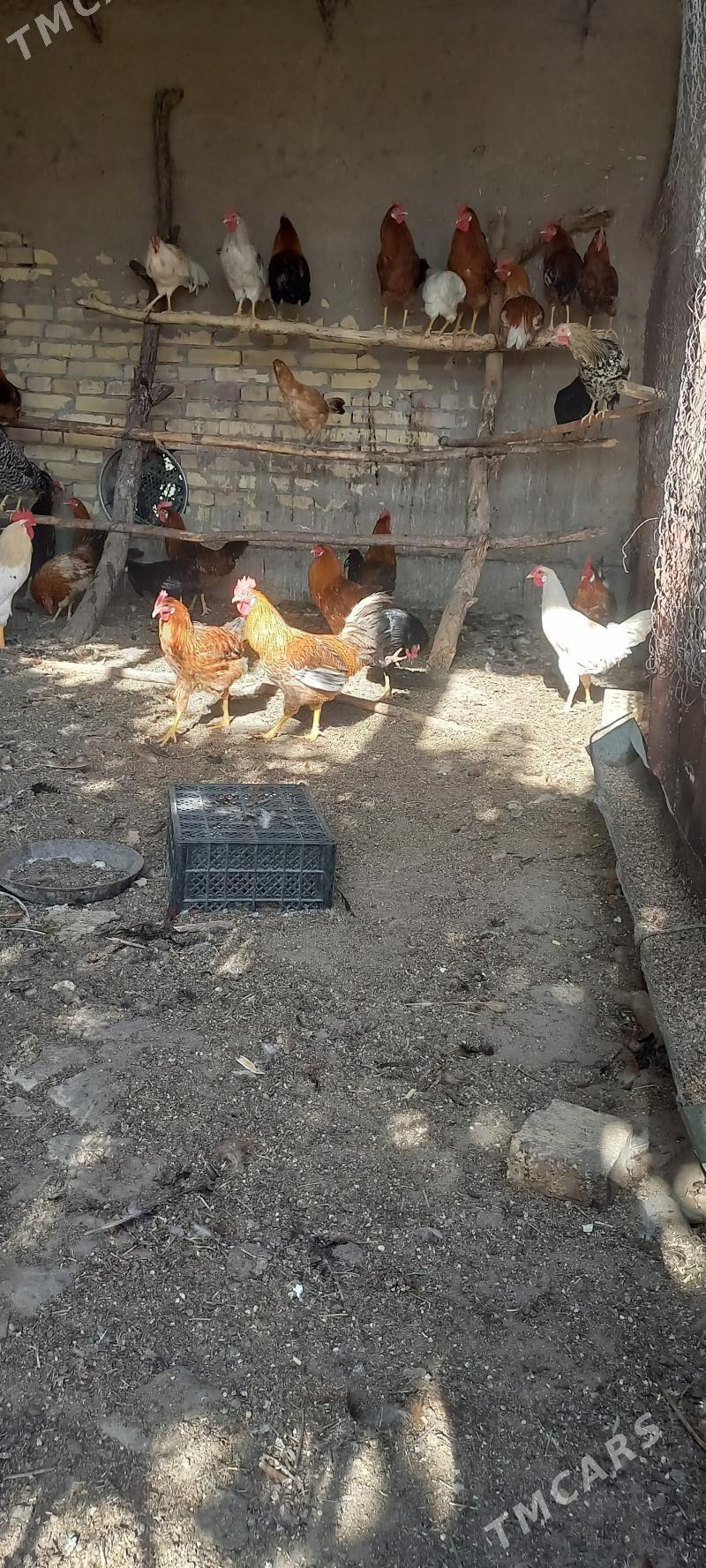 horaz - Farap - img 2