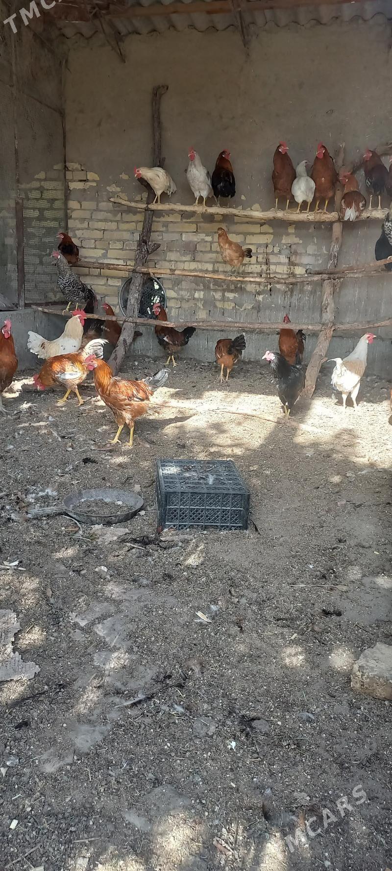 horaz - Farap - img 4