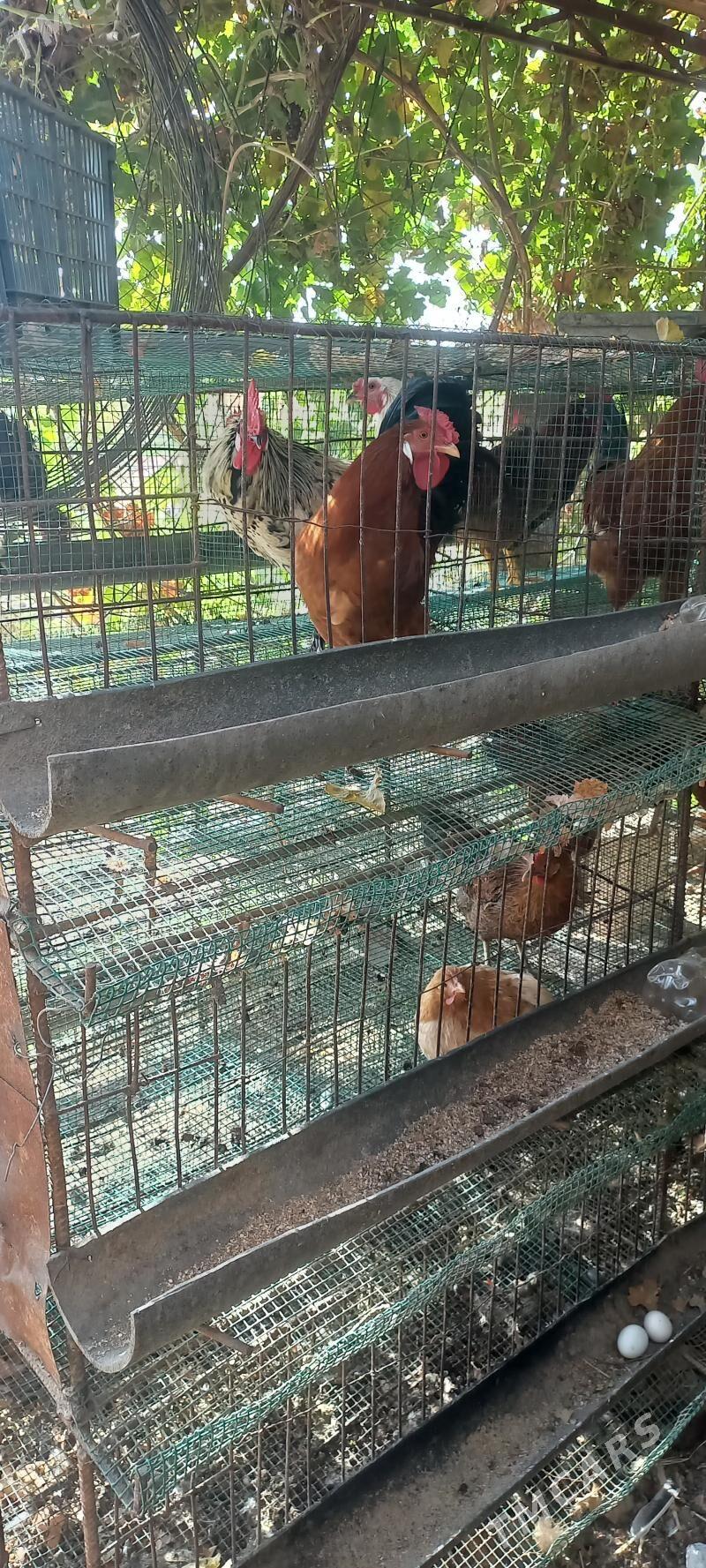 horaz - Farap - img 5