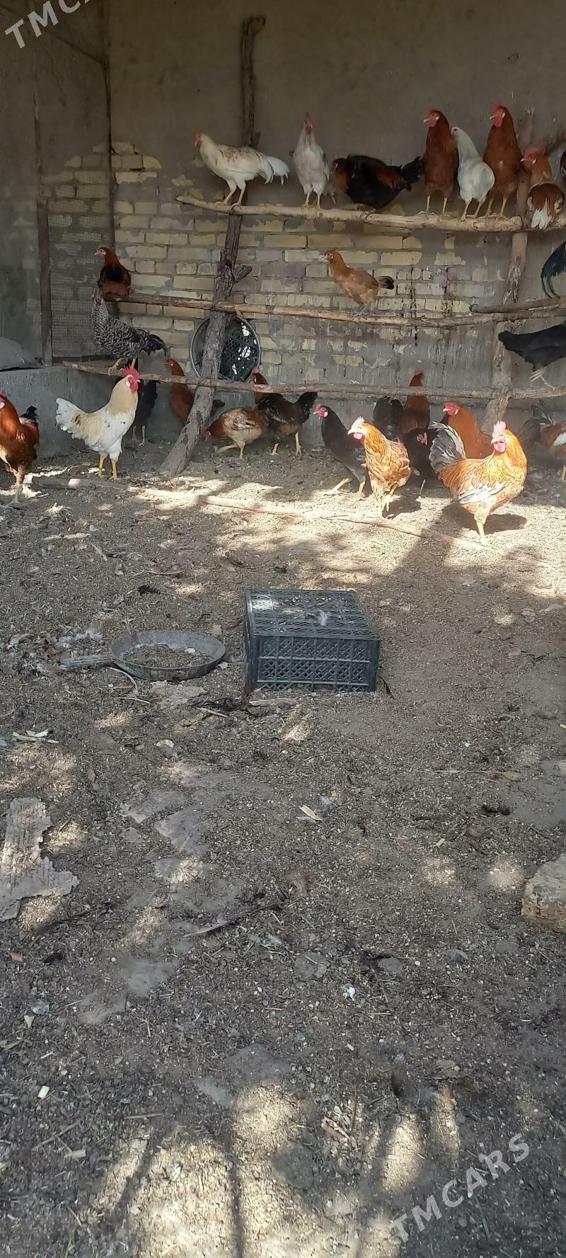 horaz - Farap - img 1