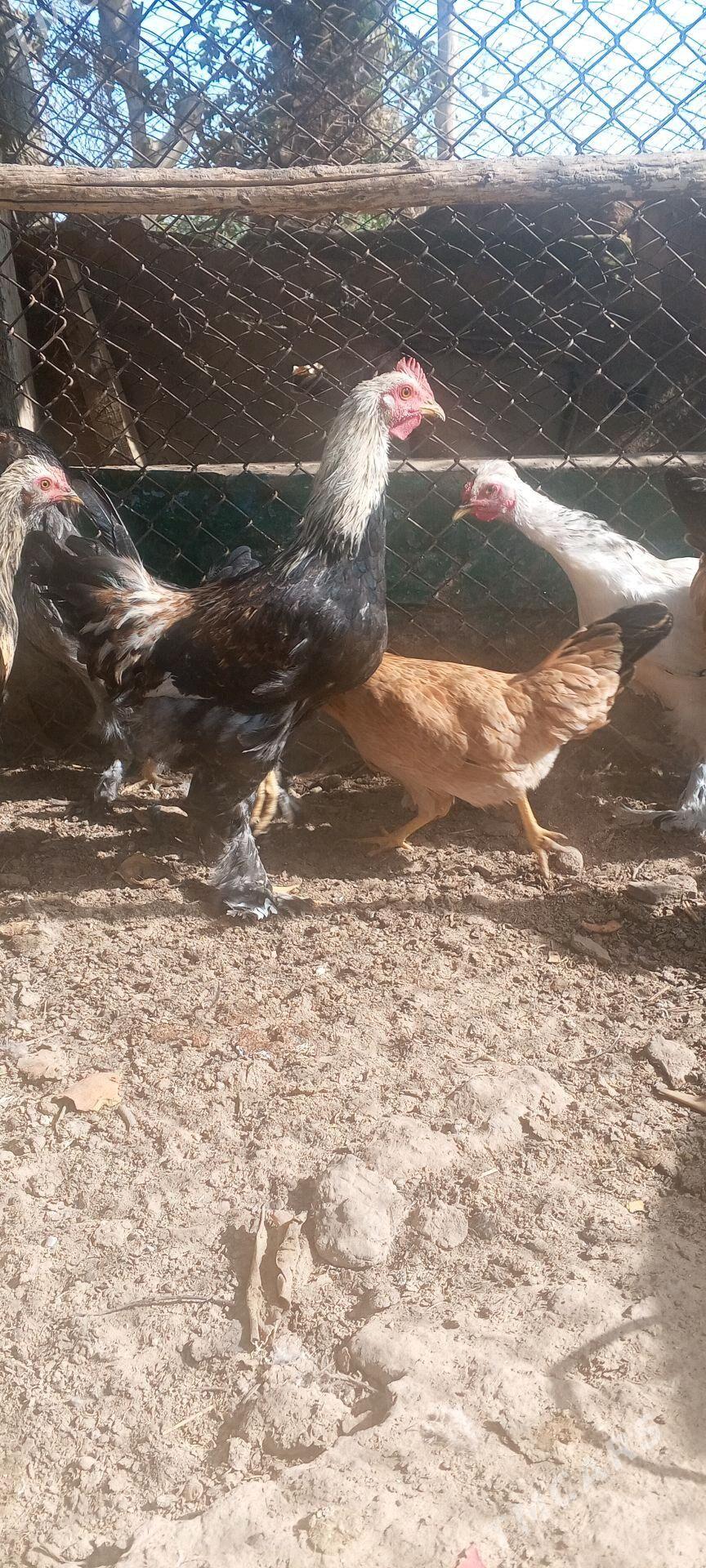 Towuk - Sakarçäge - img 3