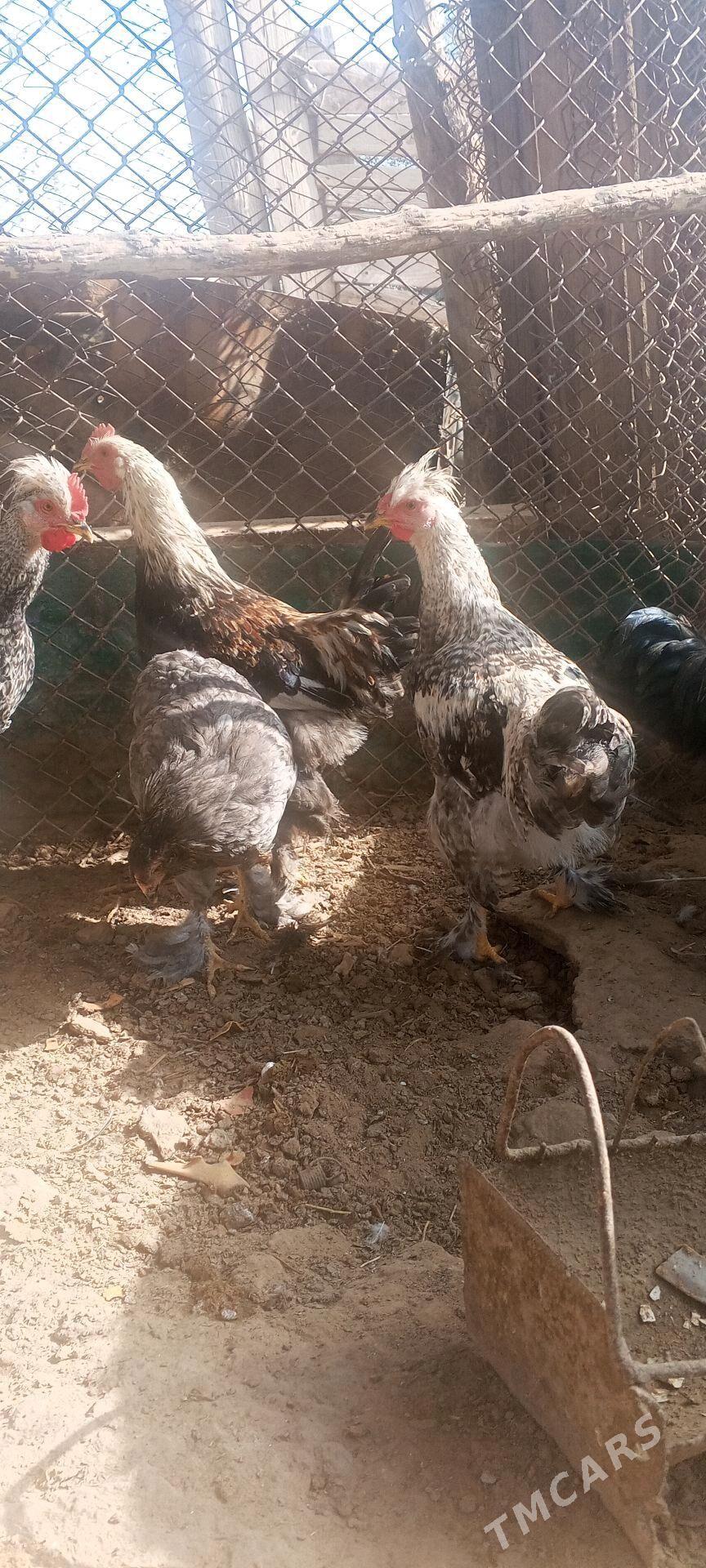 Towuk - Sakarçäge - img 2