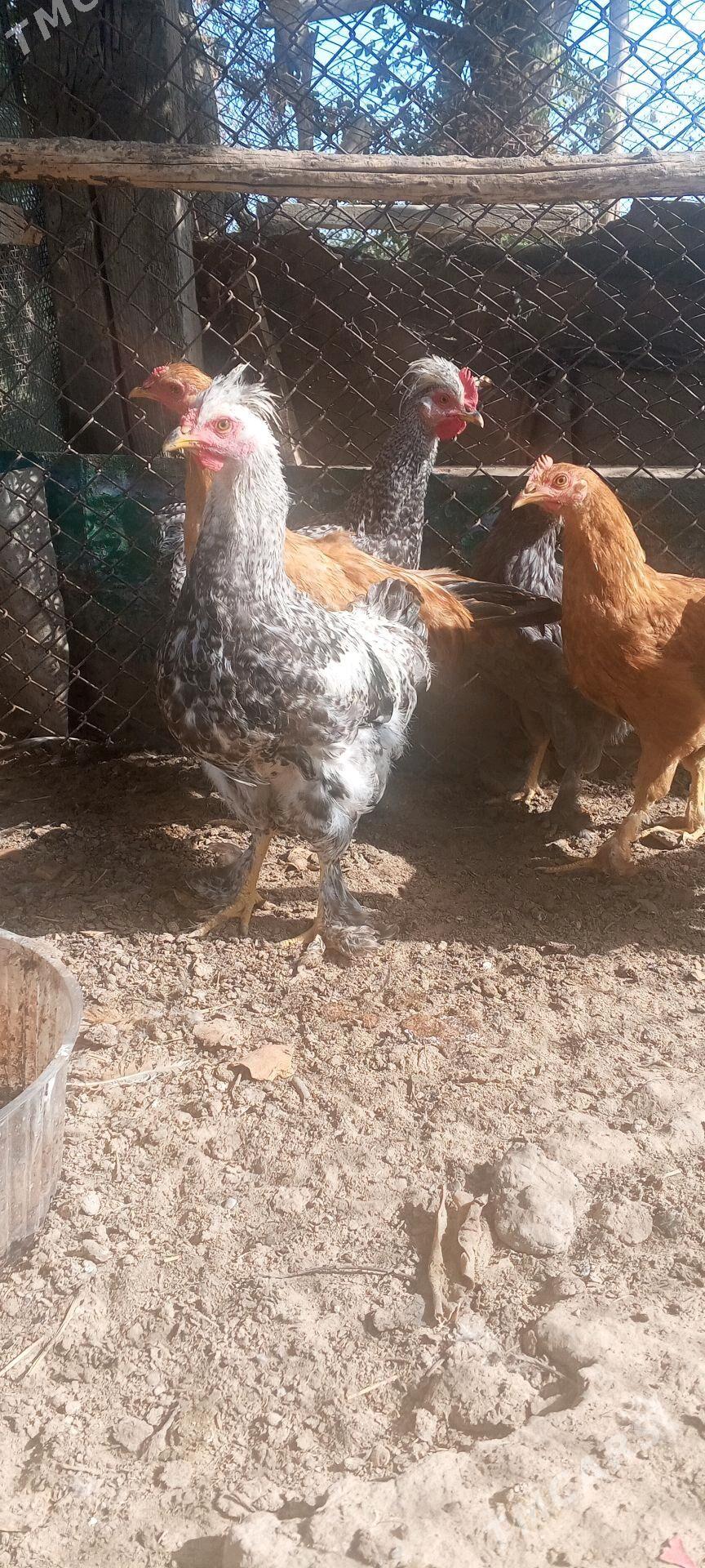 Towuk - Sakarçäge - img 1