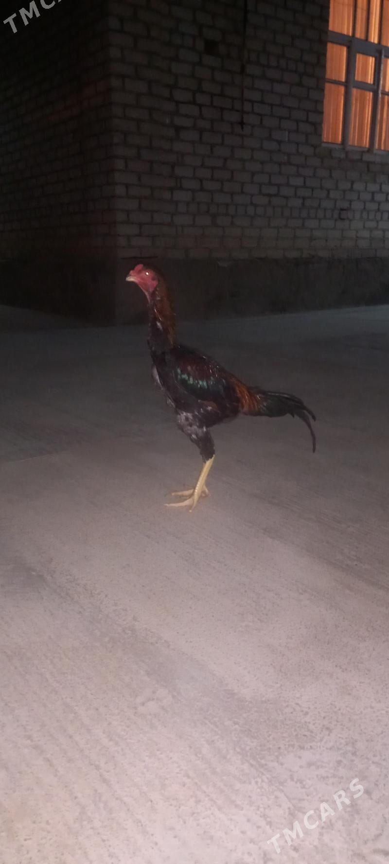 taskent - Aşgabat - img 2