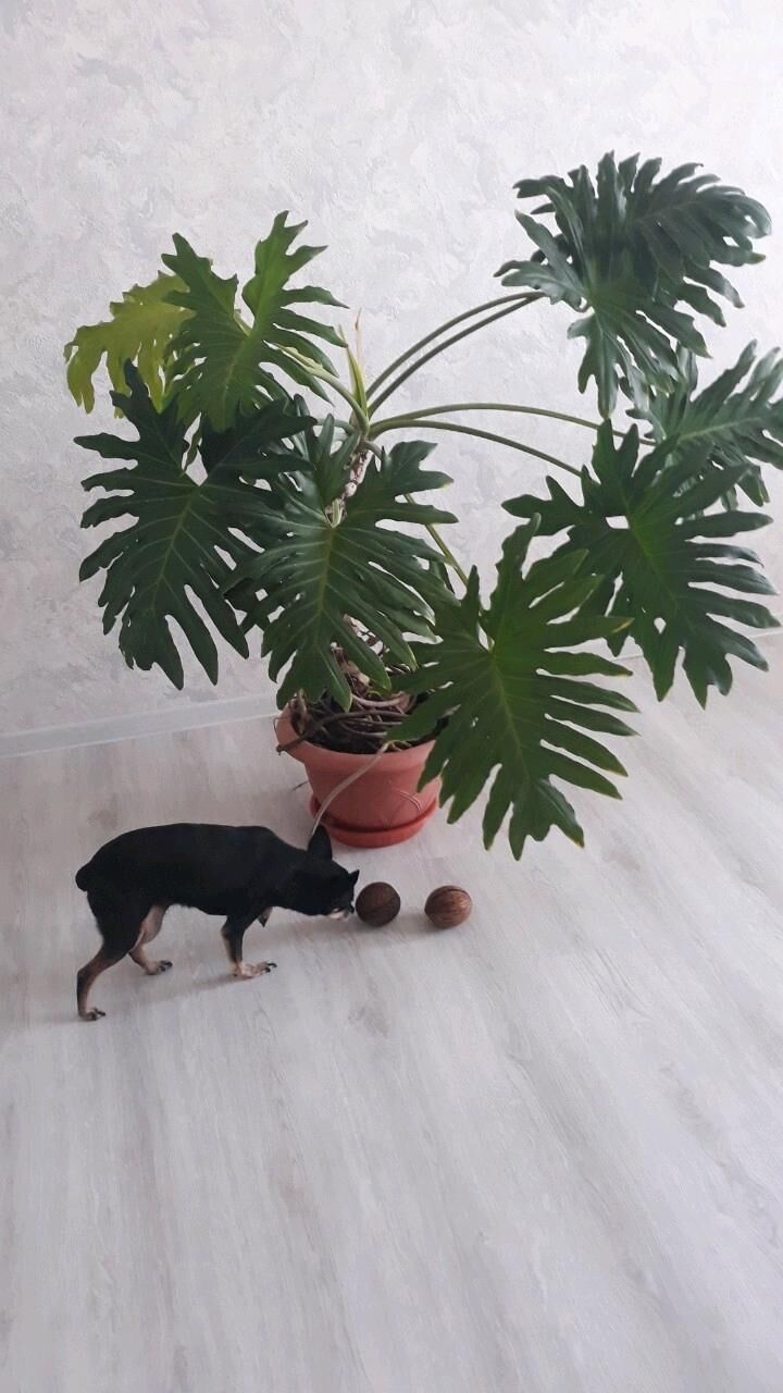 цикас, бокарнея , замиакулькас - Ашхабад - img 8