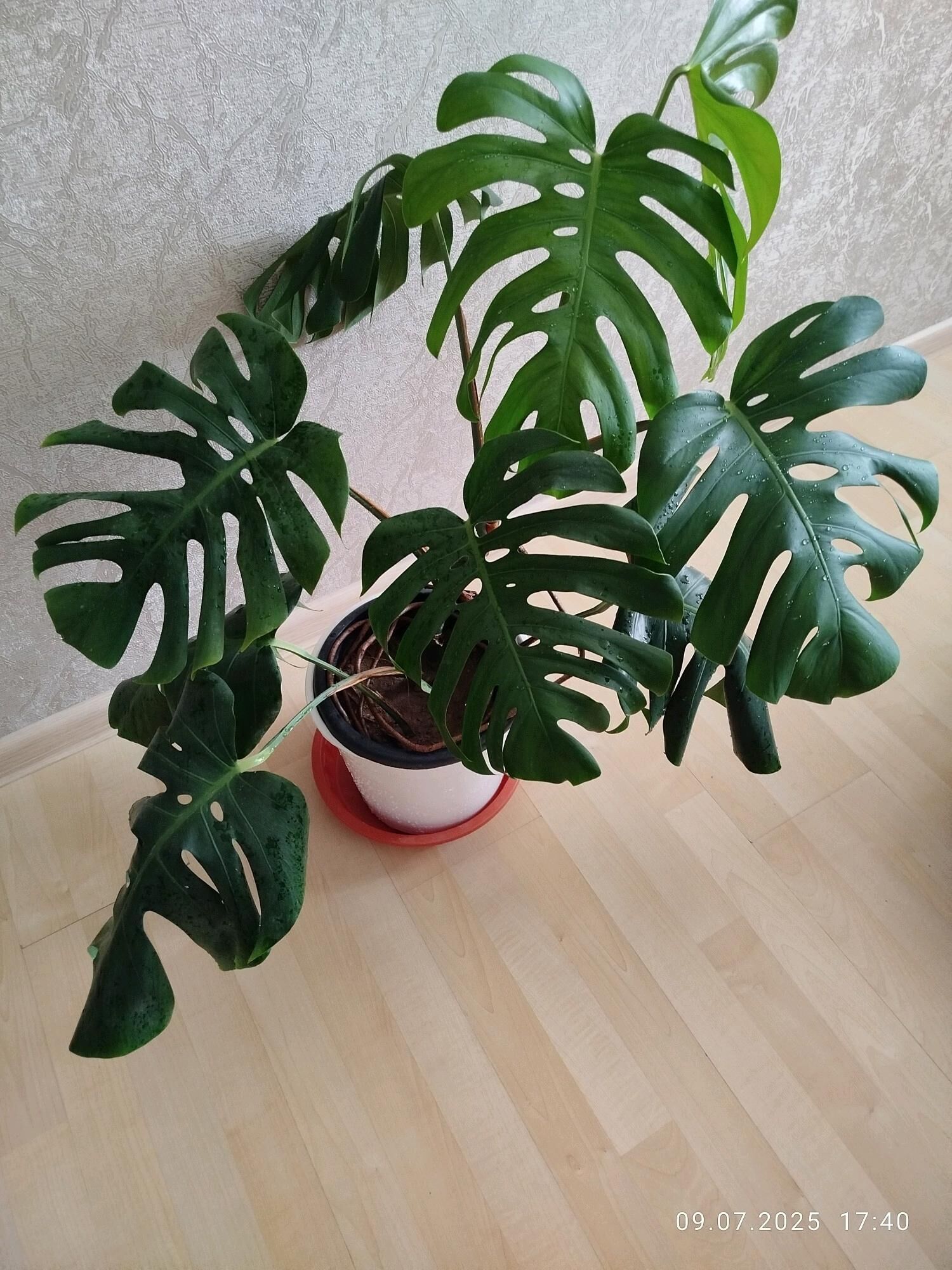 цикас, бокарнея , замиакулькас - Ашхабад - img 9