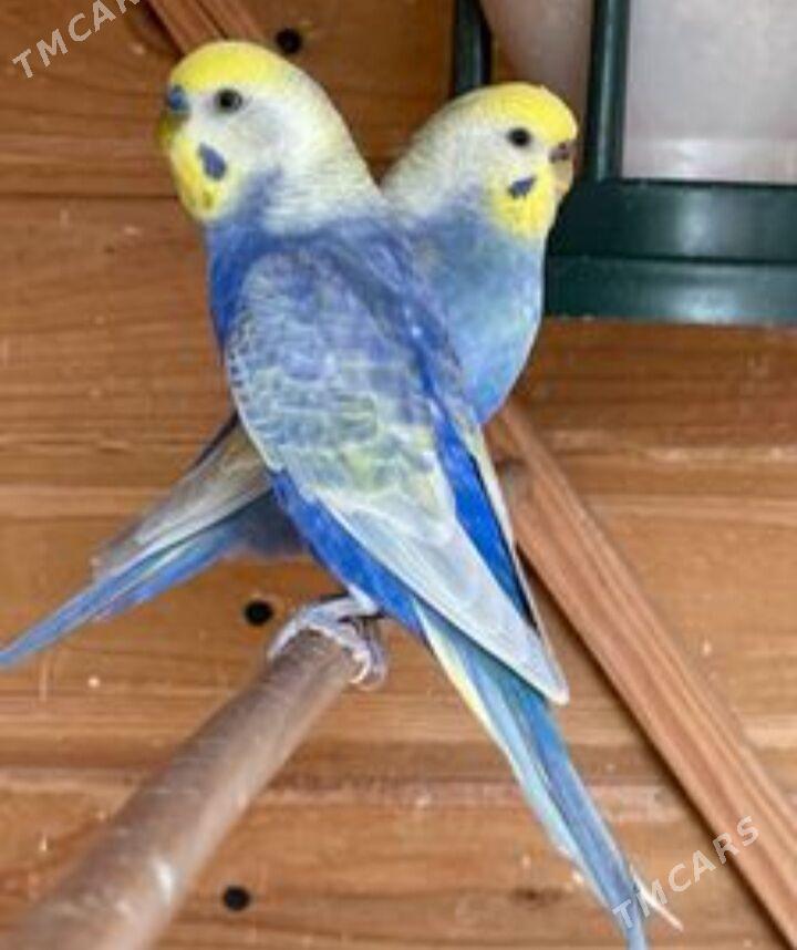 popugay gus popugay - Ашхабад - img 1