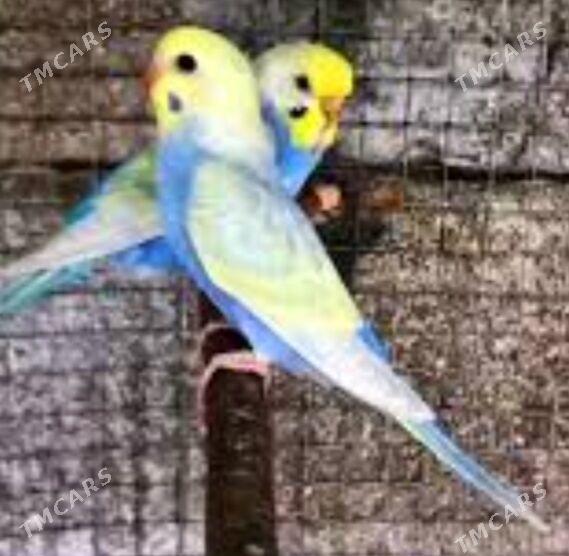 popugay gus popugay - Ашхабад - img 4