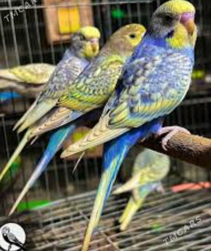 popugay gus popugay - Ашхабад - img 2