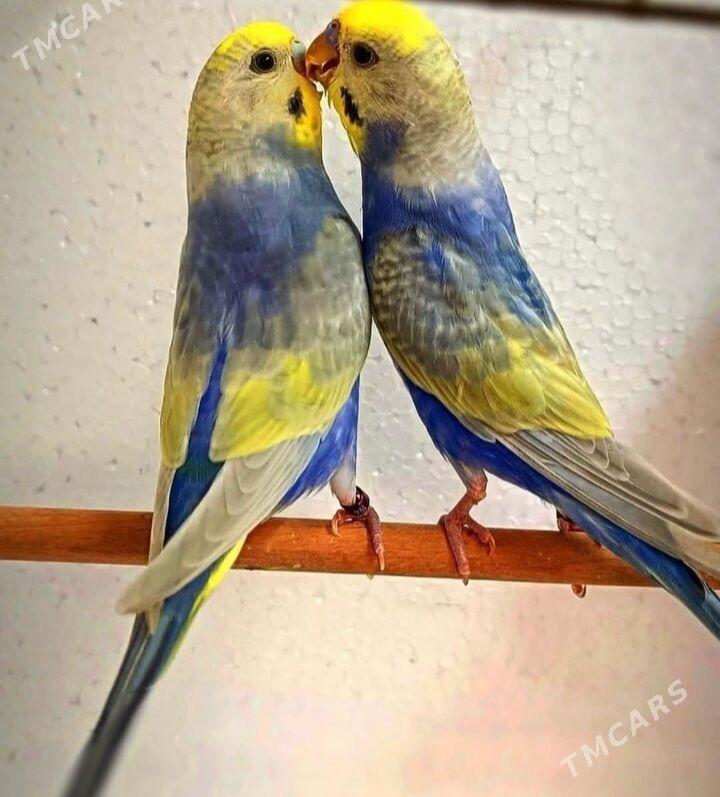 popugay gus popugay - Ашхабад - img 5