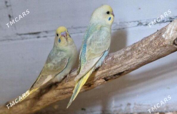 popugay gus popugay - Ашхабад - img 3