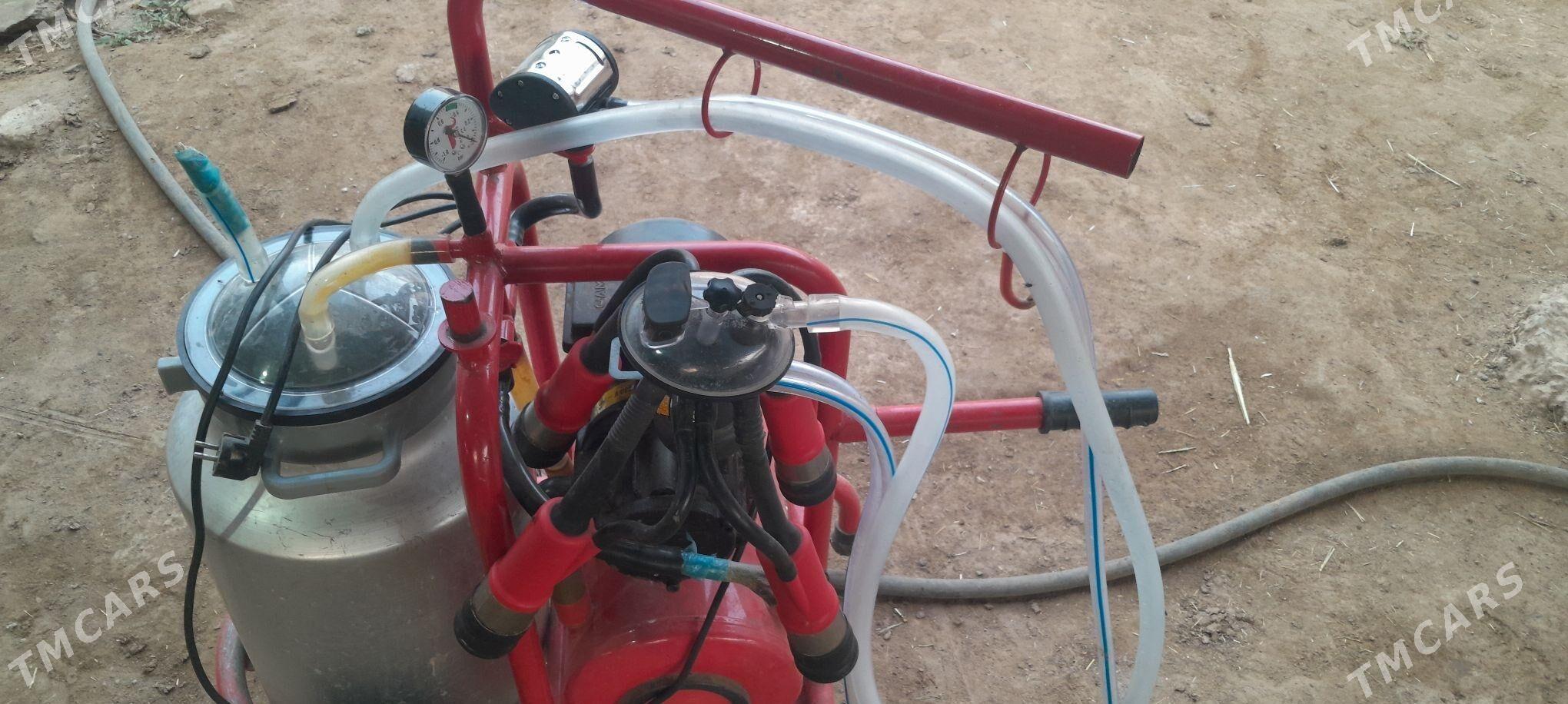 sygyr sagylyan - Wekilbazar - img 4