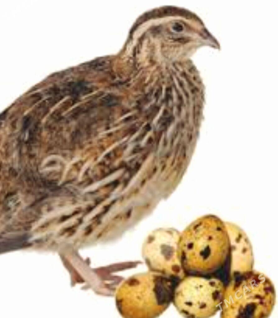 Бедене - Türkmenabat - img 3