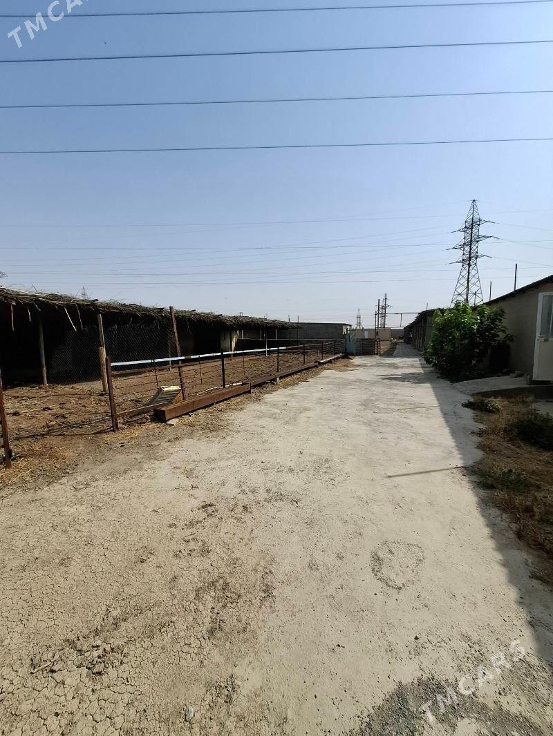 Satlyk daca - Ашхабад - img 5