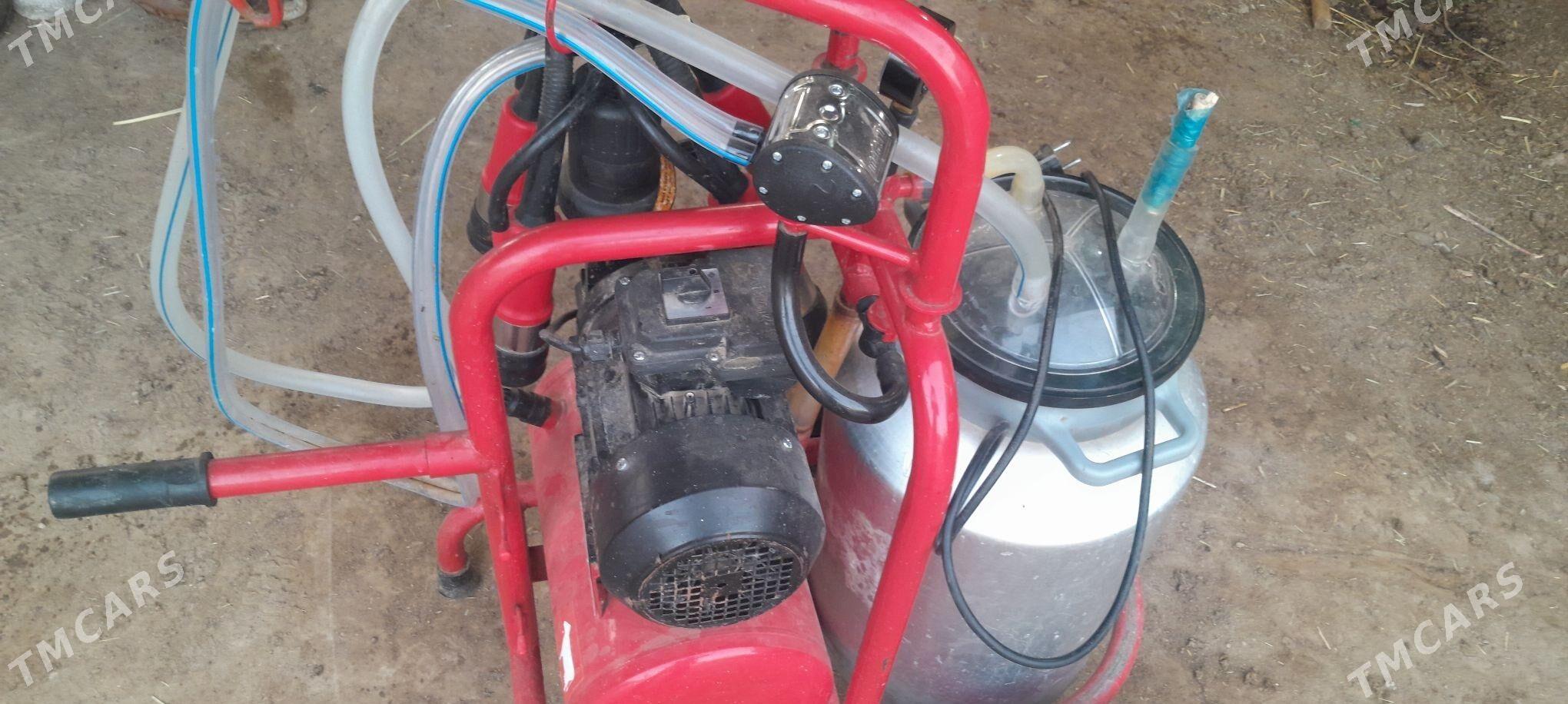 sygyr sagylyan - Wekilbazar - img 1