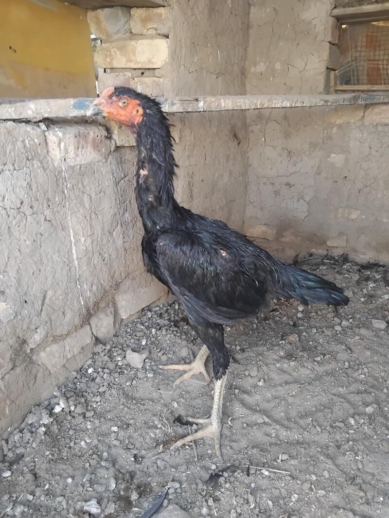 paroda horaz bayes - Векильбазар - img 2