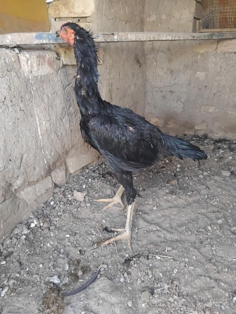 paroda horaz bayes - Векильбазар - img 3