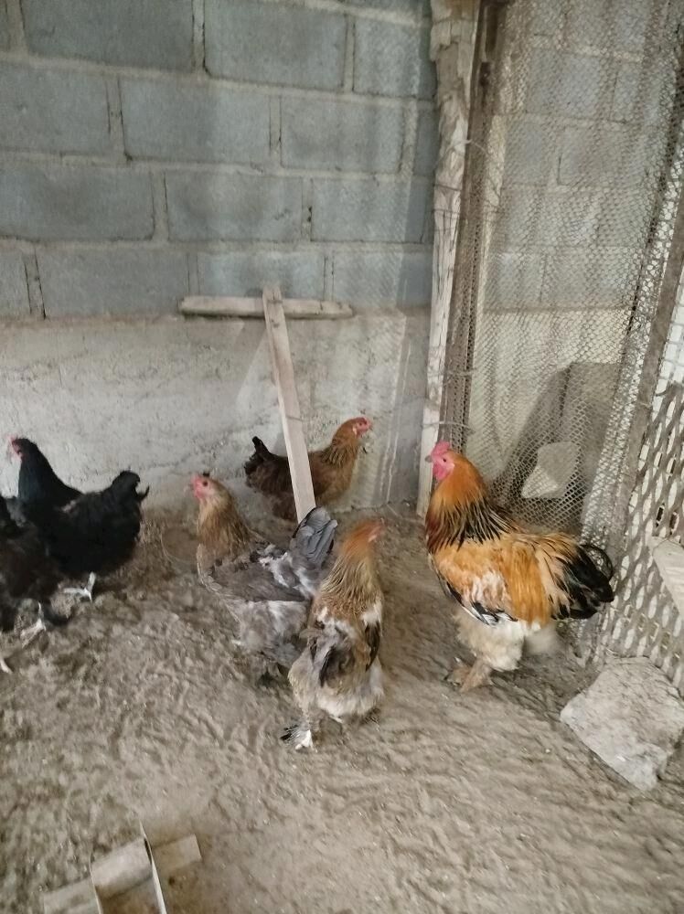 Ýumurtga byrama - Gumdag - img 4