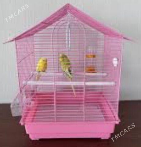 popugay oy gusy - Aşgabat - img 1