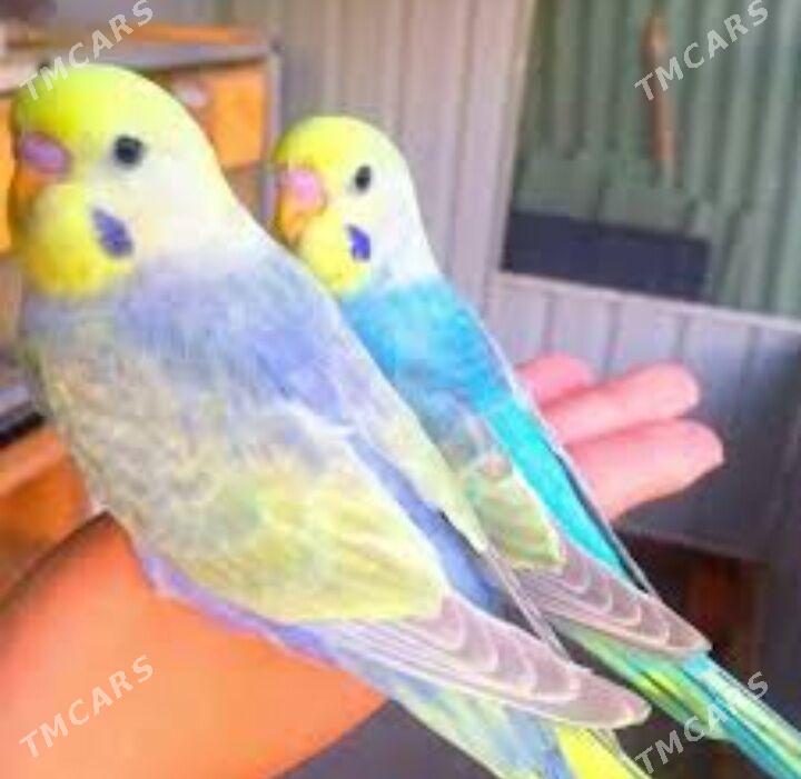 volnisdy popugay - Aşgabat - img 3