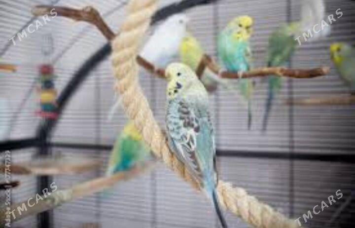 volnisdy popugay - Aşgabat - img 6