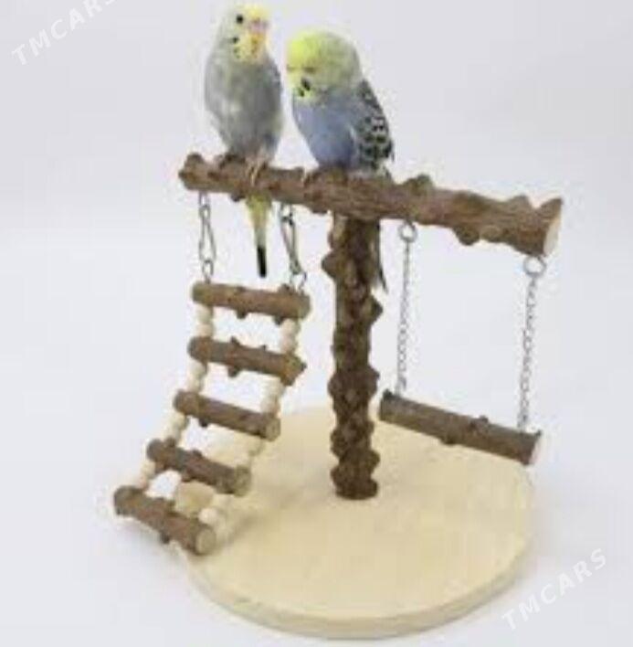 volnisdy popugay - Aşgabat - img 5