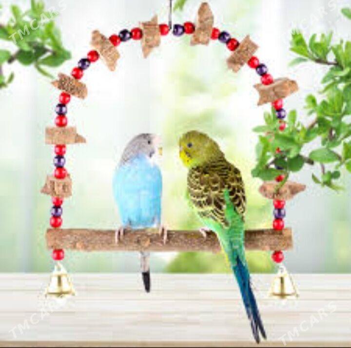 volnisdy popugay - Aşgabat - img 2