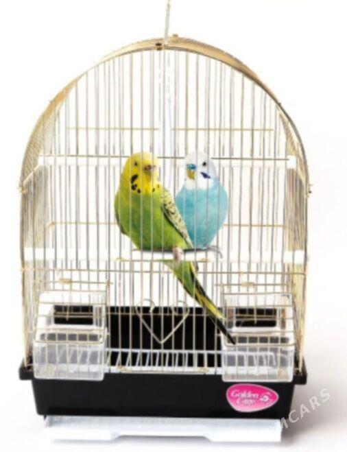 volnisdy popugay - Aşgabat - img 4